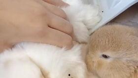 吃瓜的粉丝兔子,揭秘娱乐圈幕后故事