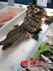 鳄鱼头像吃瓜,揭秘网络热点的背后真相