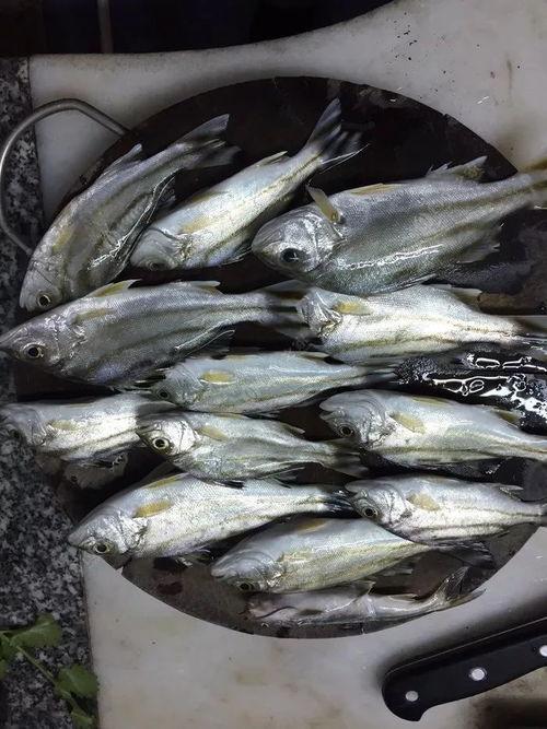 吃瓜的钓鱼佬,揭秘渔夫生活中的趣味与智慧