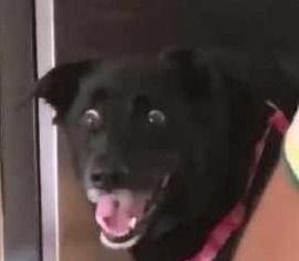 狗头吃瓜表情包含义,揭秘网络热梗背后的趣味与内涵