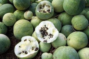 梦见吃沙瓤瓜,揭秘沙瓤瓜的神秘寓意