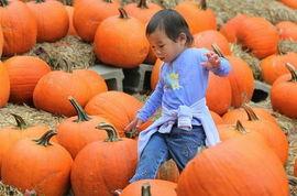 北半球吃瓜,瓜果飘香，清凉一夏