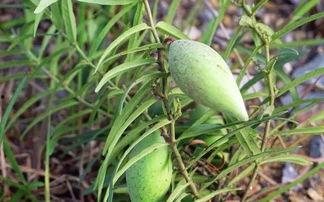 看田田的童年吃瓜,田田的甜蜜回忆