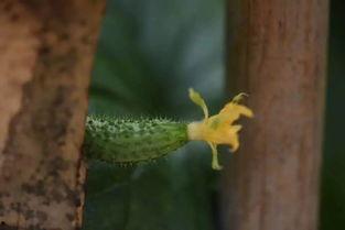 烟科吃瓜,揭秘校园热点事件背后的真相