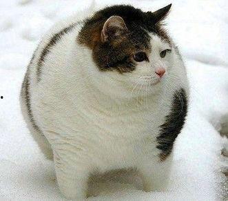 泰国肥猫吃瓜视频